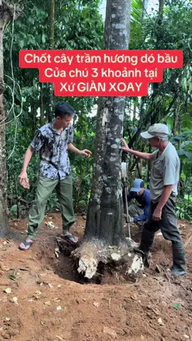 Thu mua dó bầu trầm hương tại xứ GIÀN XOAY Tiên Phước Quảng Nam###trầmhuongthiennhien @Trầm Hương Huỳnh Đức Tài 