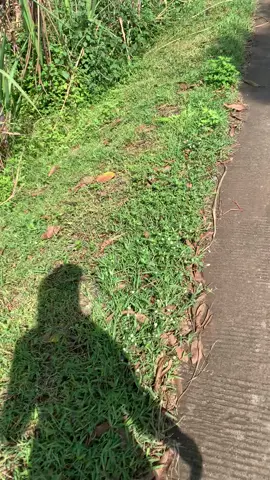 #jogging #jalansehat #jalanjalan #jalanpagi #Running #pejuangsehat #healing #jalankaki #10000langkah #jalankaki10000langkah #semangatsehat #olahragapagi #olahragapagi #fyp #beranda #jalan 