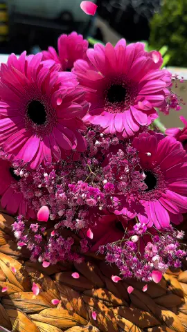 #صباح #الورد #الفل #الياسمين #صباح #الخير #صباحكم_سعادة_لاتنتهي #متابعيني_الغالين #صباحاتي_الجميله #صباحات #ستوريات#صباحياتي🌸🎼 #ماشاء_الله #Love #flowers #goodmorning #explore  #لحن_الروح🎻  @لحن الروح🎻  @لحن الروح🎻  @لحن الروح🎻 
