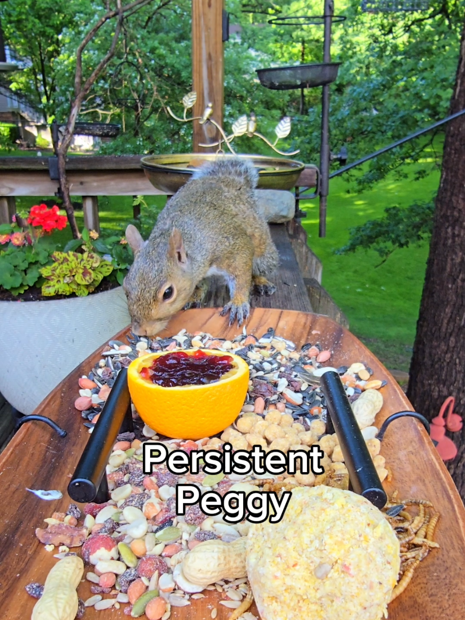 Blue jay can’t decide what to eat, and Persistent Peggy already made a plate #birds #birbs #backyardbirds #birdfeeder #birdnerd #birdcam #nature #relaxing #asmr #birdwatching #bluejays #baltimoreorioles #orioles #cardinals #chirpcuterie #charcuterie #squirrel #foryourcat #fyp 