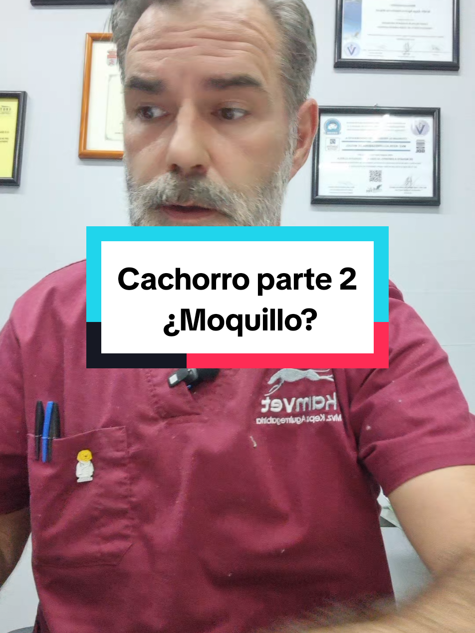 no han aparecido nuevos síntomas pero continua sin querer comer y muy triste. #kamvet #clinicaveterinaria #tutoresresponsables #moquillo #cachorros 