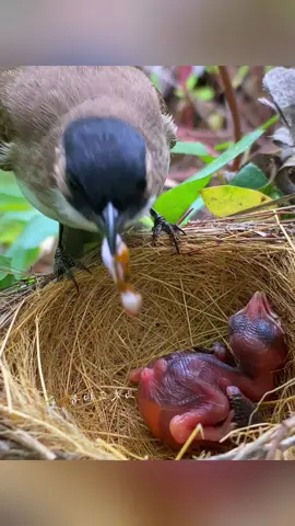 🥰🥰#bird #animal #foyou #fouryoupage #virral 