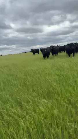 Future mommas are looking good!!! #fyp #Coming2America #cowsoftiktokk #28XTREMES #foryoupage #ranching 