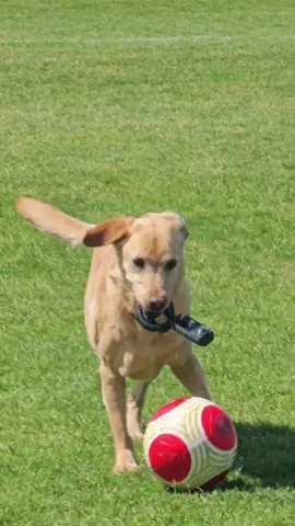 #football #Soccer #dogsoftiktok #dog #messi #cute #skills @arsenal @insta360_official @🔴FC BARCELONA🔵 