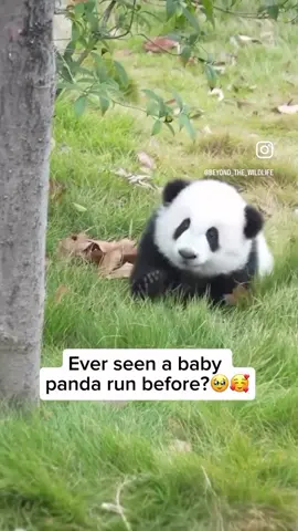 Panda #pandas#animalsoftiktok #cherrue #fyp 