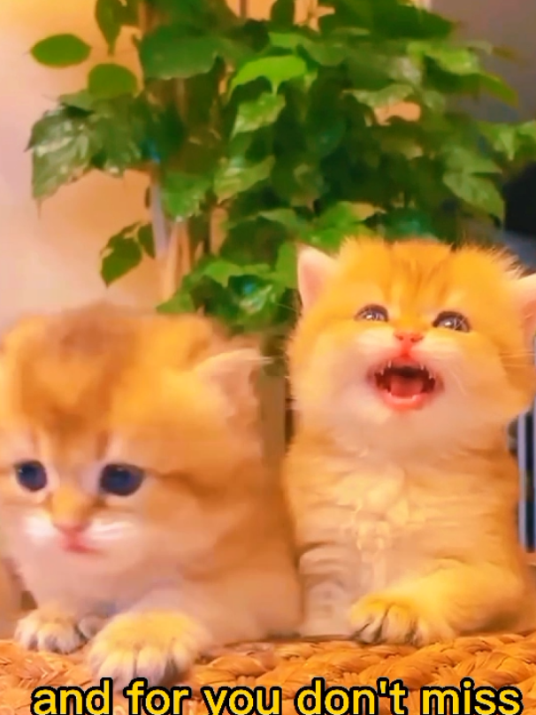 #creatorsearchinsights  Awkward Cat Moments: The Funniest Fails #cats, #catsoftiktok, #PetsOfTikTok, #funnycats, #catlovers