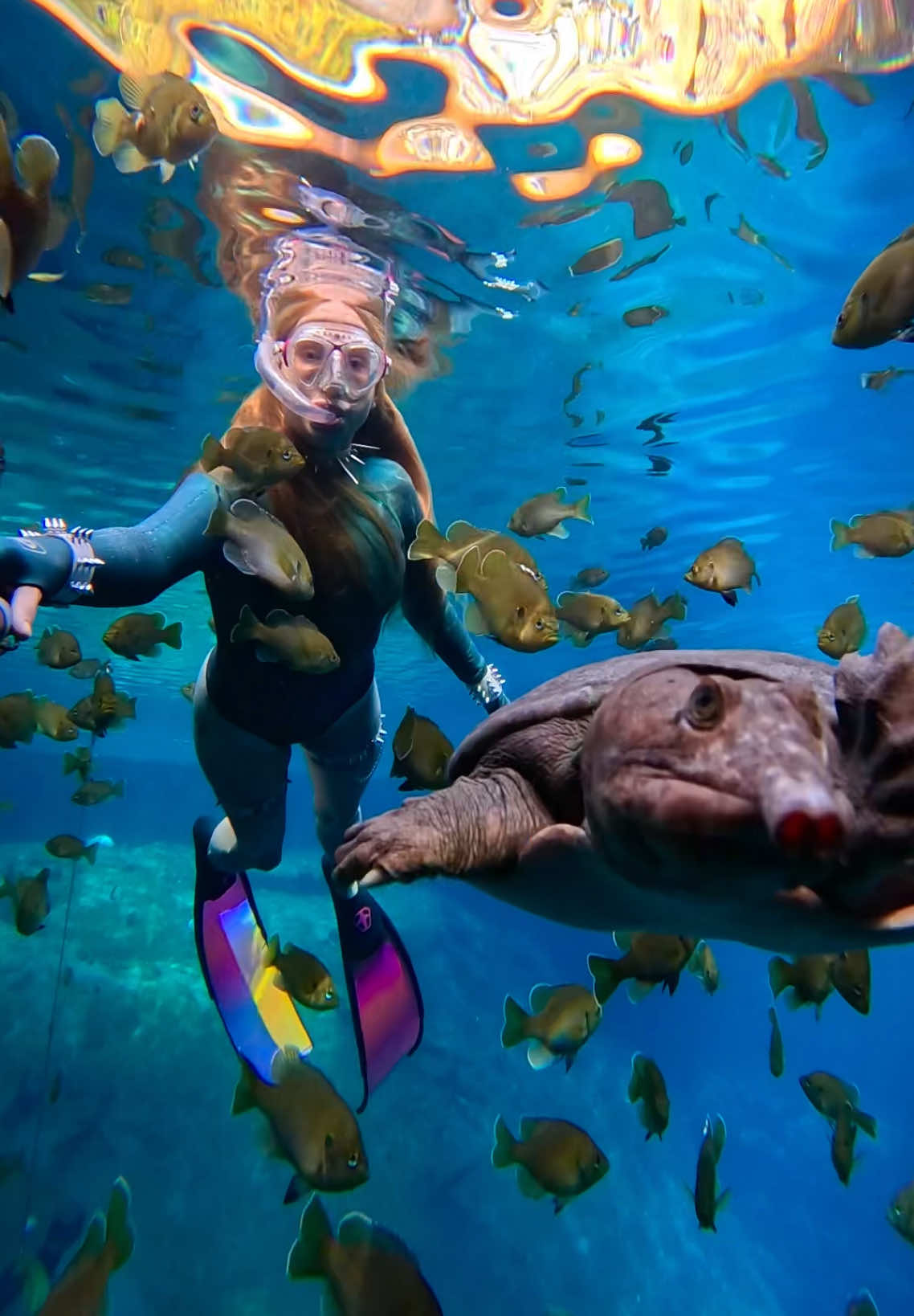 Hi cutiessss 🥰💓 #softshellturtle #bluegill #cuteanimals #freediver #freediving #underwater