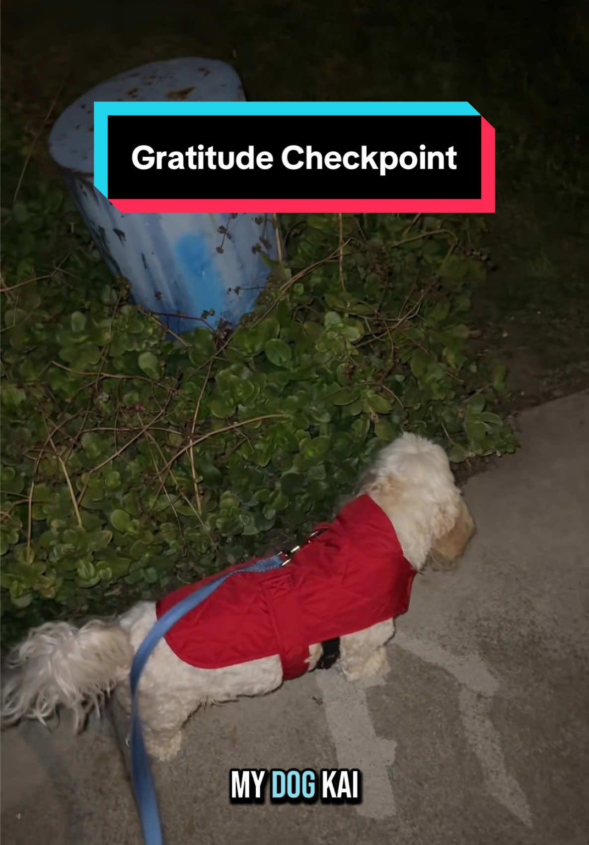 What are you grateful for? #altdreamscapes #gratitudecheckpoint 