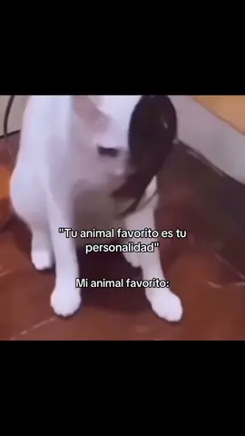Vivo por los gatos 💓💗💞💖💕 #humor #fyp #fypyoupage #fyppp #fypシ゚ #videoviral #paratí #viral #gatos #gato #gatosdetiktok #random #gatorandom #oioioioi #paratii #animalestiktok 