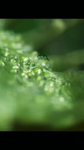 Ditempat kalian namanya apa guys?  . . . #fyp #VenusFlytrap #TumbuhanPemangsa #TanamanUnik #FaktaTumbuhan #TumbuhanKarnivora #FaktaAlam #DuniaTumbuhan #TanamanPemakanSerangga #NatureFacts #HewanVsTumbuhan