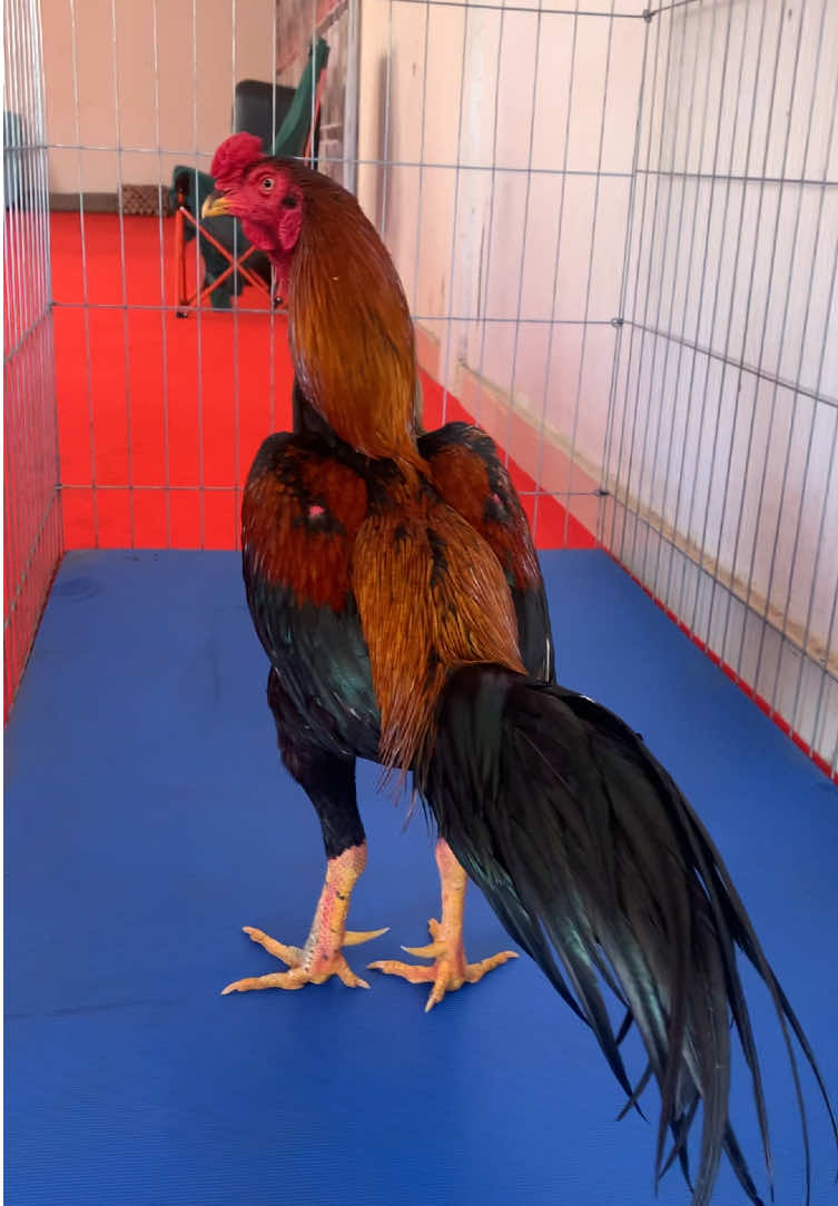Semoga ad cinta nya di pulau orang nanti ya le 🤲🏻🤲🏻🔥 @JP | Key @mr bon #berndafypシ #fypdong #salamsatuhobby🙏🙏🐓🐓 #HanumJayafarm #ayamjalu 