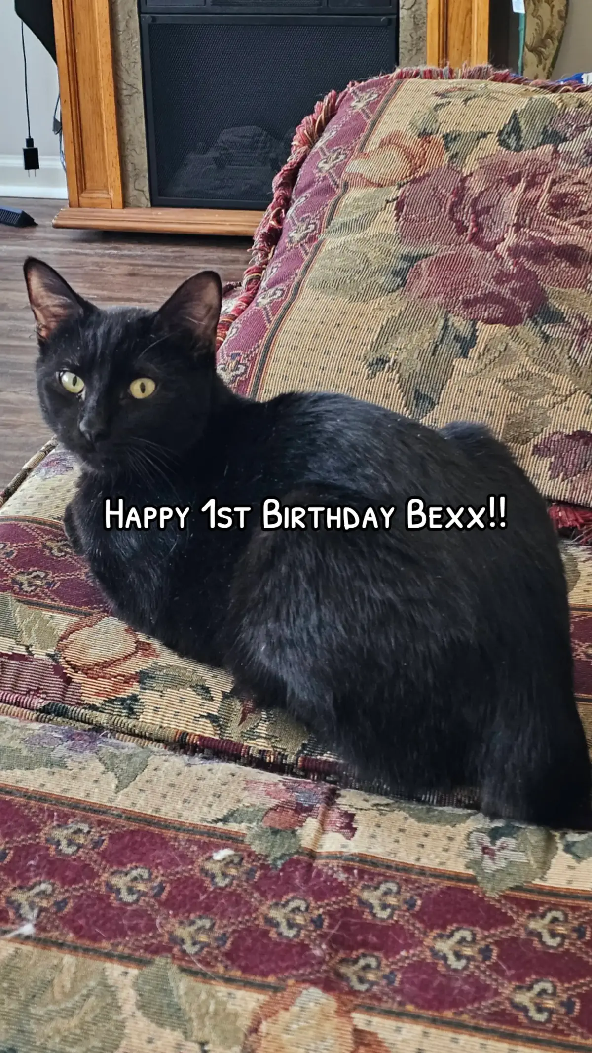 #bexxthecat #bexx #cat #blackcat #stubbytail #happybirthday #1stbirthday #kitty #kittycat