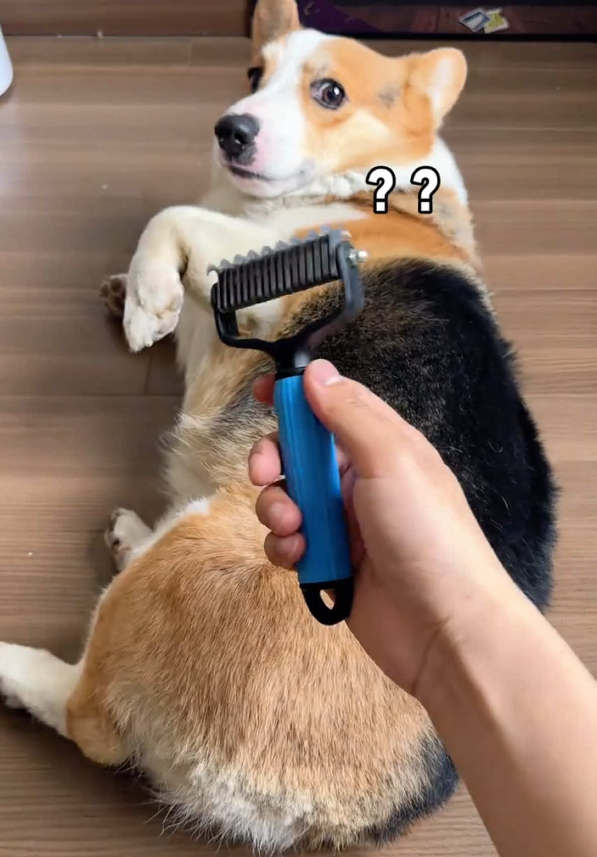 Tỉa lông chó mà không dùng máy thì chỉ có cái lược này thôi #thucung #viral 