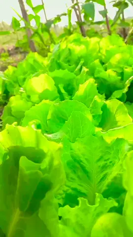 chờ hoài mà k thấy anh qua  thương mà sao k nói cho em đây ngóng chờ 🥰🥬🥬#mientay #62longan 