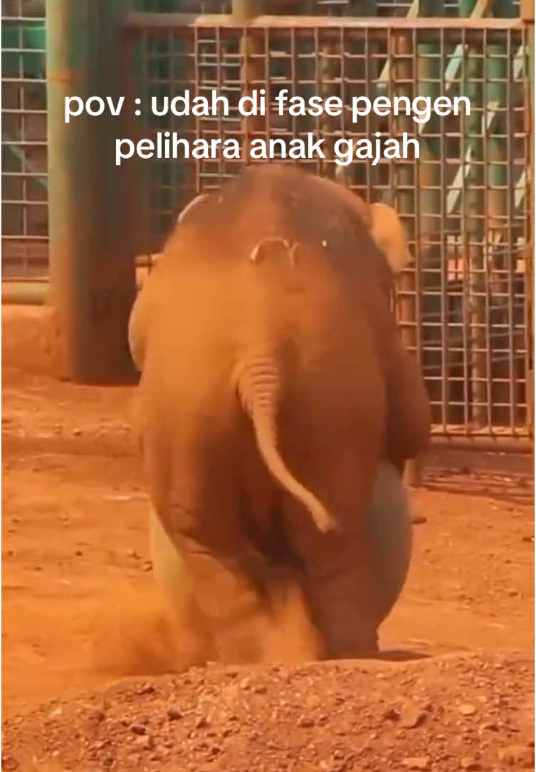#fypage #anakgajah #gajahcore 