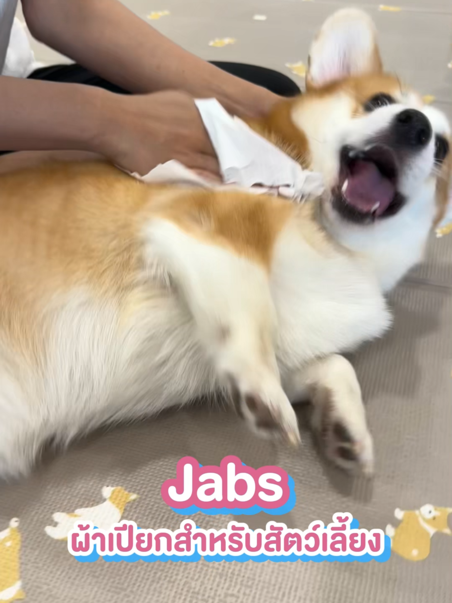🐶✨ ทิชชูเปียกทั่วไปไม่ได้นะ ต้อง Jabs เท่านั้น! 🛁💖 ทุกครั้งหลังจากพาน้องไปวิ่งเล่นนอกบ้าน 🌿🏡 ทั้งพื้นหญ้า พื้นปูน กลับมาคือ เลอะสุดๆ! 😅 แต่ไม่ต้องห่วง เพราะ มีตัวช่วยดีๆ อย่าง Jabs ทิชชูเปียกสำหรับสัตว์เลี้ยง 🐾✨ 🧼 ทำไมต้อง Jabs? ✅ แผ่นใหญ่ ชุ่มฉ่ำ เช็ดสะอาดหมดจด ไม่เปลืองแผ่น! ✅ ใช้ได้ทั้งตัว อุ้งเท้า และใบหน้า แม้แต่คราบน้ำตาก็เช็ดได้ ✅ ไร้สารเคมี & น้ำหอม อ่อนโยนต่อผิวน้องสุดๆ ✅ มีสารสกัดจากธรรมชาติ 🌿 ปลอดภัย หอมสะอาด ลดกลิ่นตัวดีมาก! 💡 ใช้แทนอาบน้ำได้เลย! 🛁✨ เช็ดปุ๊บ หอมสะอาดปั๊บ! จะเช็ดตัวก่อนเข้าบ้าน หรือเช็ดก่อนขึ้นรถก็สะดวกสุดๆ 🐾 บ้านไหนยังไม่มี Jabs ติดบ้าน ต้องลองเลย! 🛒 ช้อปตุนไว้ที่ตะกร้าด้านล่างได้เลยน้าา~ 💕 #Jabs #ทิชชูเปียกสัตว์เลี้ยง #เช็ดสะอาดปลอดภัย #ของใช้สัตว์เลี้ยง #น้องหมา #น้องแมว #Pet #สัตว์เลี้ยง