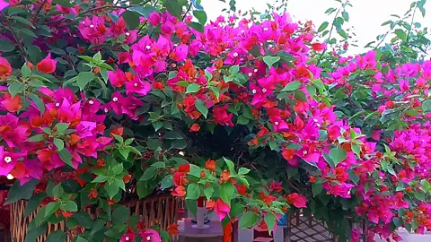 ফুল🌺#followers #ssc #james #গুরু