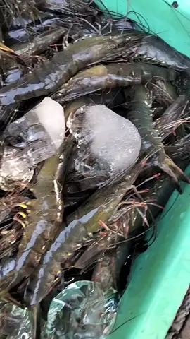 Tôm thẻ thiên nhiên #nhuycamau #dacsanmientay #ngonchatluong 