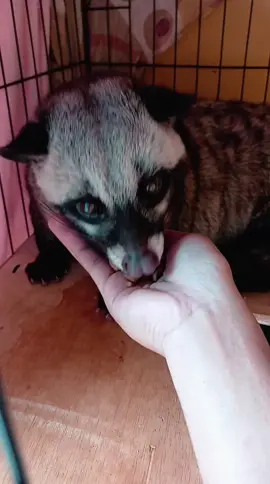 makan siang maunya disuapin tross🥰#yin #musang #musangpandan #musanglovers #musangloversindonesia #civet #fyp #foryou 