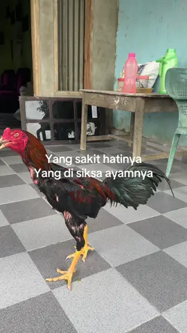 Jangan lupa saksikan hari jumat nanti 
