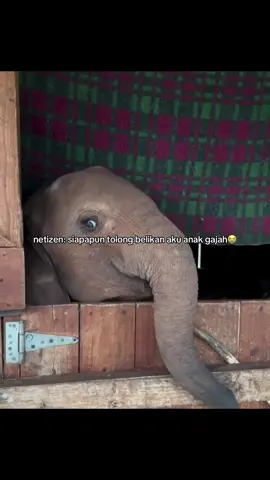Membalas @cimal🧚‍♀️ semoga segera dibelikan ya, anak gajah emang lucu bgt plis #gajahcore #anakgajahcore #gajahlucu #gajahdanmanusia #gajahviral 