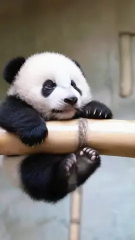 Is it like your own child has become more and more difficult to manage as they grow up?🐼🐼##fyp #panda #cutebaby #animals #fun #cute #funnyvideos #tiktok 