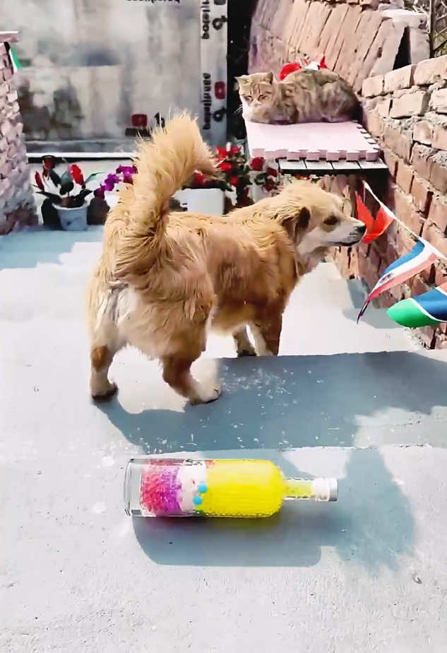 Glass and water balloons 🎈 breaking #asmr #asmrsounds #asmrvideo #asmrtiktoks #asmrrelax 