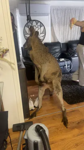 @Skye Taylor how cheeky was he today sis!  #Cheekyboy #Aussie #Australia #Downunder #kangaroo #billy #roo #Bigdog  (c) Shannon Taylor 2025
