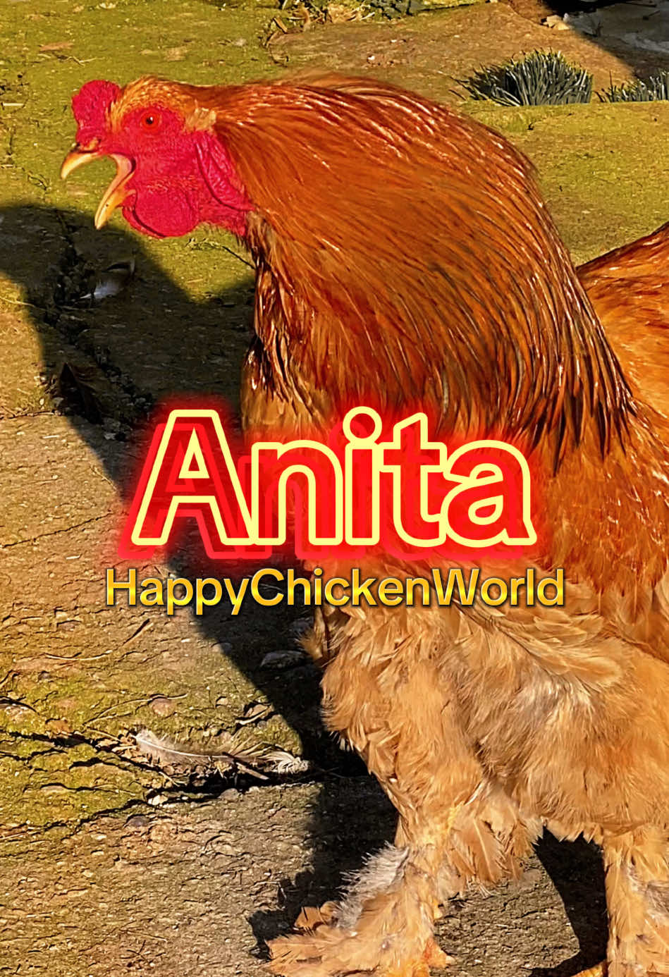 #anita #funny #funnyvideos #lustigevideos #lustigeclips #lustigetiere #chicken #lustig #rooster #funnyanimals #happychickenworld #roosteryellingname 