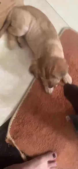 Khi Gấu có em#gaucho #viral #gauchos #chó_cưng #foryou #fyp #xuhuongtiktok #petshop #viralvideo #pets #chóhàihước #chócute #chó #pet 