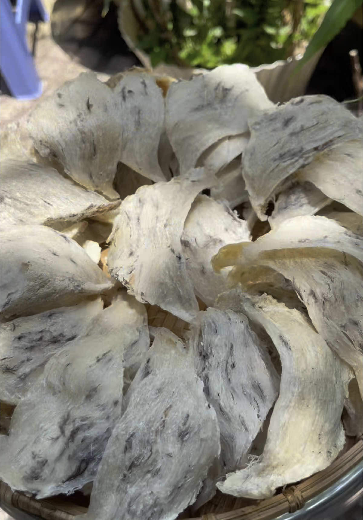 Yến thô cho gia đình. #yensaokhanhthuong #xuhuong #yensaodanest #congchuayensao #xh 