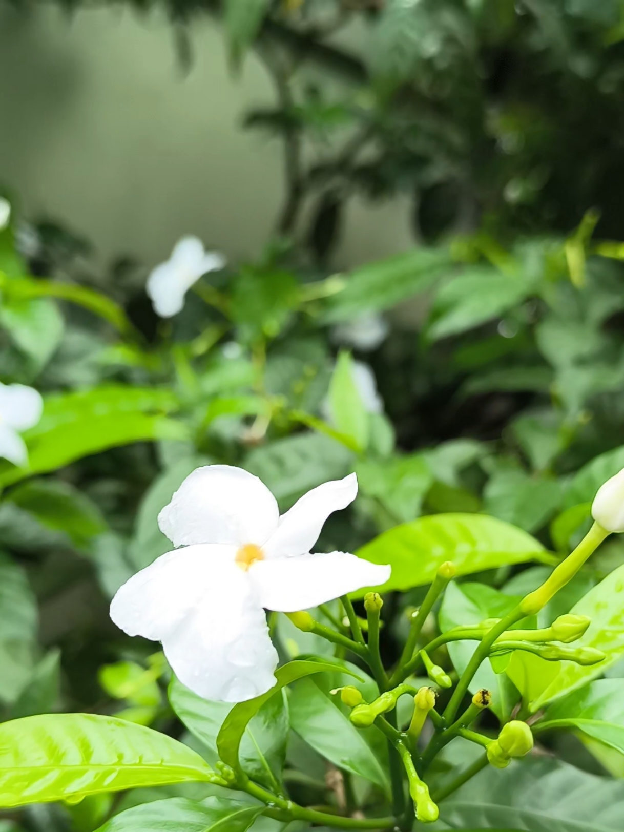 আমার ফুলের বাগানে সবে ফুটে ছিল কলি,, #fry #frypgシ #vairal #sound #trand 