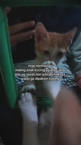 dan buat para orang tua, educate your child please.. dari pengalamanku, kitten-kittenku sering diambil bocil2. syukur Alhamdulillah kalo memang dirawat, tapi kalo abis nyomot anak kucing trs abis itu dibiarin aja?. lucu memang kitten tuh, tapi bukan barang mainan. lagi sayang2nya bgt ngurus mereka (anak-anak kucing), lengah sedikit atau si kitten tiba2 gasengaja diluar, eh menghilang seketika. ga pulang seharian. bahkan ada yg gatau kemana ga balik2 sampe skrg, sampe aku udh ikhlasin kepergiannya. padahal mereka masih kecil, belum bisa makan.. yg artinya MASIH BUTUH SUSU INDUKNYA. gaabis pikir, tega bgt... #kucing #catlovers #kitten #educateyourchild #fyp 