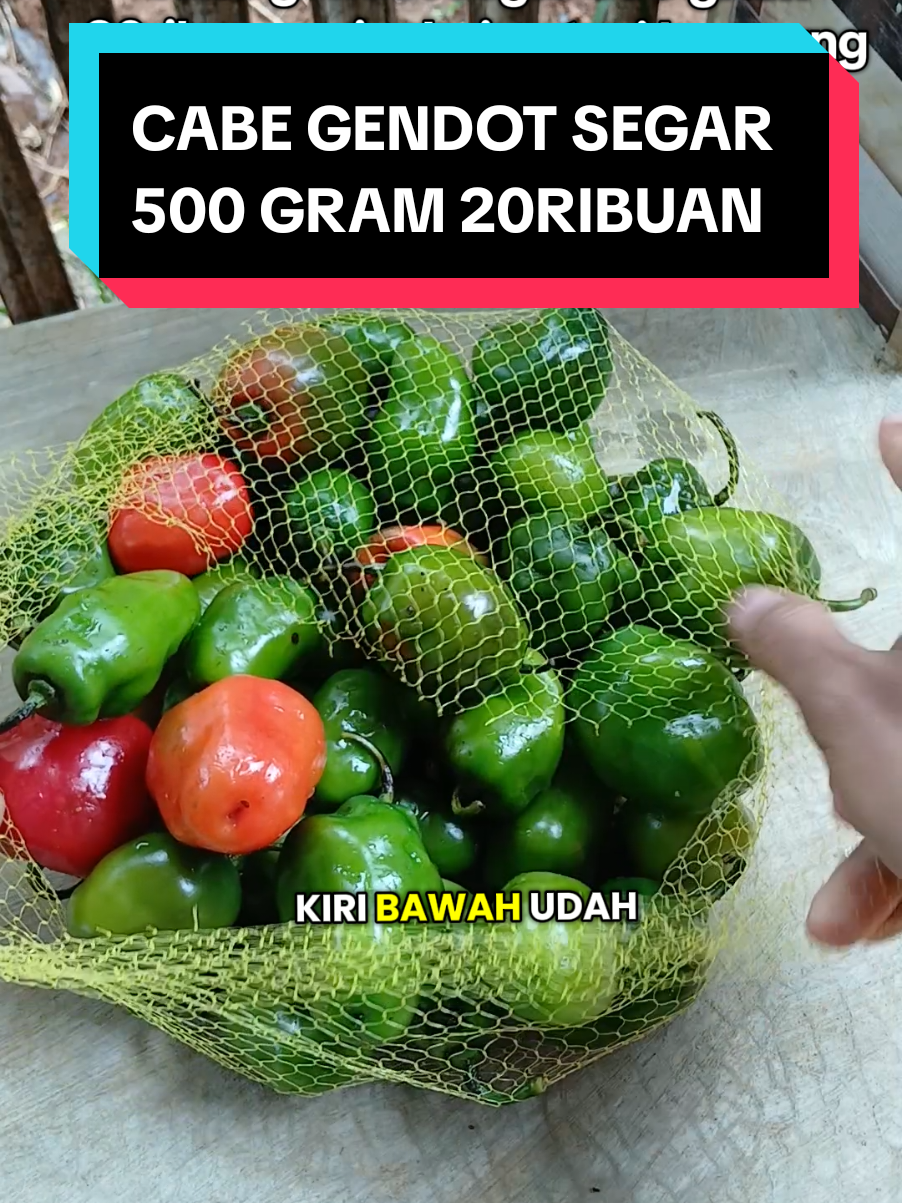 #creatorsearchinsights cabe gendot segar 500 gram 20ribuan dari petani langsung #cabegendot #cabebendot #cabedieng #cabe 
