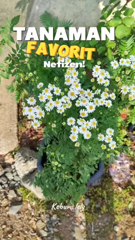 cantik gak gaes? benihnya ada di link bio ya #chammomile #bunga #minigarden #daisy #fevervew 