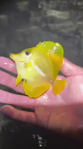 Would you keep a sea turtle as a pet?🐢 #seaturtle #fish #aquarium #expensive #fyp #fy 