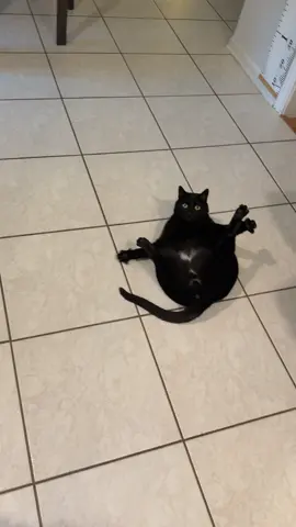 Actually no, he doesn’t know anything it turns out #cat #cats #catsoftiktok #idiot