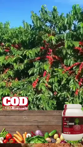buat petani kopi yang mau hasil panennya gini yu beli sekarang juga pupuk dasshu z1000 jepang #fyp #beranda #dasshuz1000 #pupukorganik #tanamankopi 