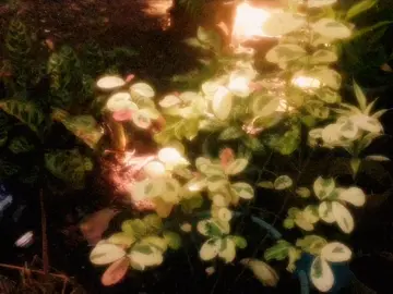 Be kind to yourself 💚 #foryou #fyp #nature #naturecore #dreamy #peaceful #sunlight 