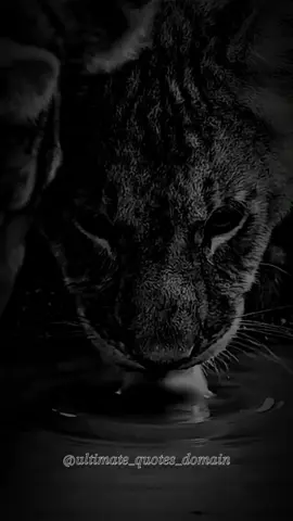 If They Talk About Others, They'll Talk About You - Stay Away From Gossipers | Motivation | 🇺🇲🇺🇲🇺🇲 #🇺🇲 #motivation #innerstrength #stayfocused #lionmotivation #fyp #staytrue #lifequotes #quoteoftheday #dailymotivation 