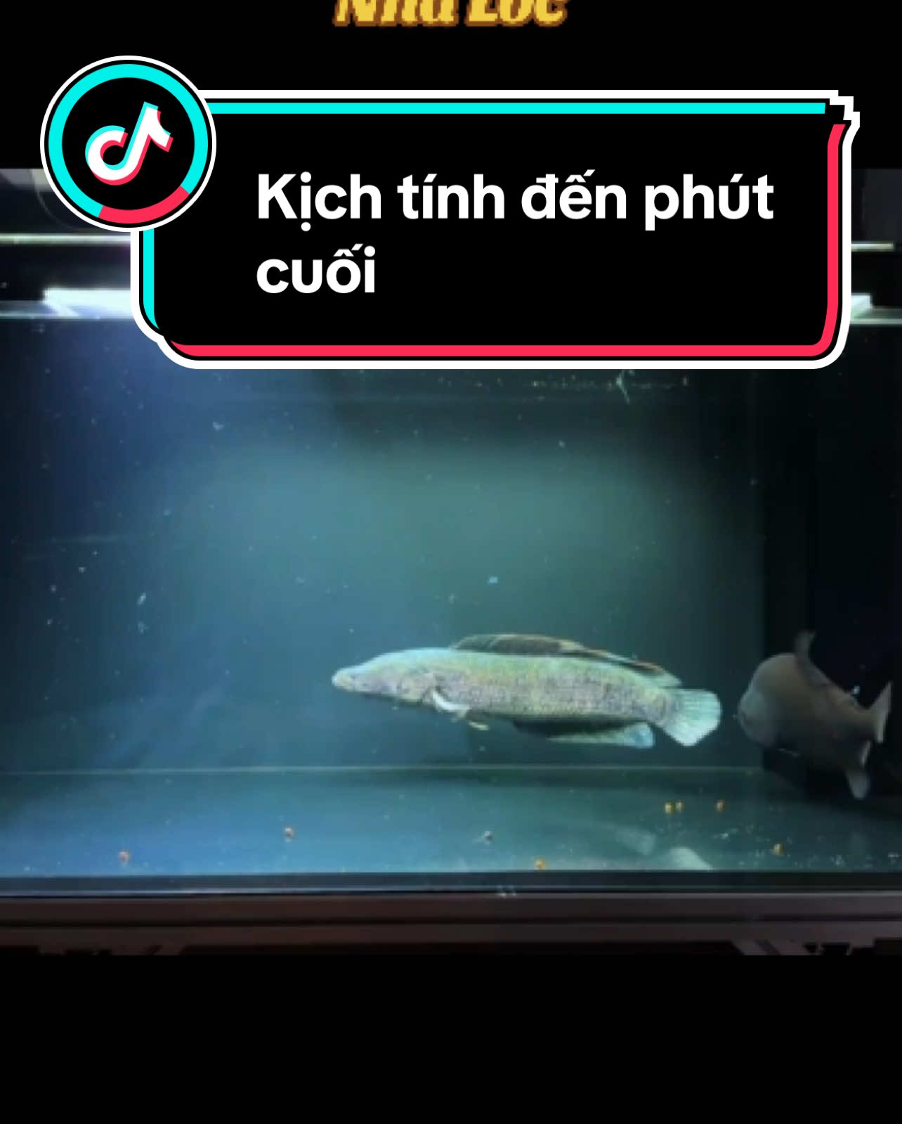 Kịch tính đến phút cuối #nhaloc #channa #xuhuong #channaindonesia #channaauranti #lóc #channalimbata #channabarca #channamarulioides #channamaru 