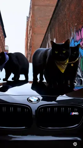 Gangstà Cats #gangstàcat #catsoftiktok #perte #europe #blackpowercat #trendingvideo #fypcats 