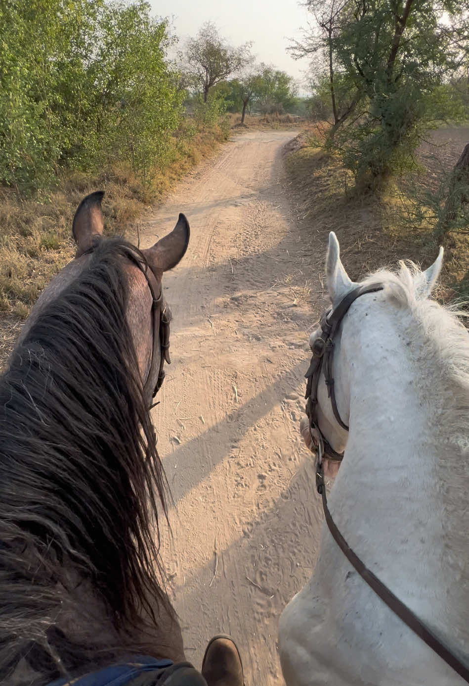 #foryou #🇵🇰 #fypシ゚ #trending #explore #fyp #fypage✨ #foryoupage #tentpeggging🐎 #horse #nazabazipakistan #Lifestyle #punjab 