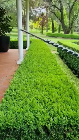 #gardening #cleaning #clean #fyp 