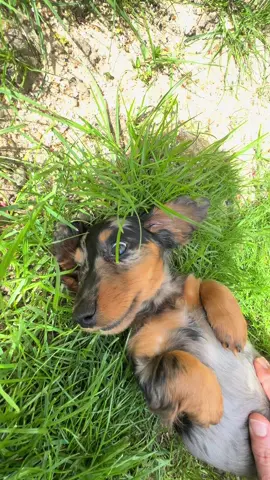 Life with Pebbles 😍 #cutepuppy #minidachshund #SausageDog #dogsoftiktok #doglife #puppiesoftiktok #dog 