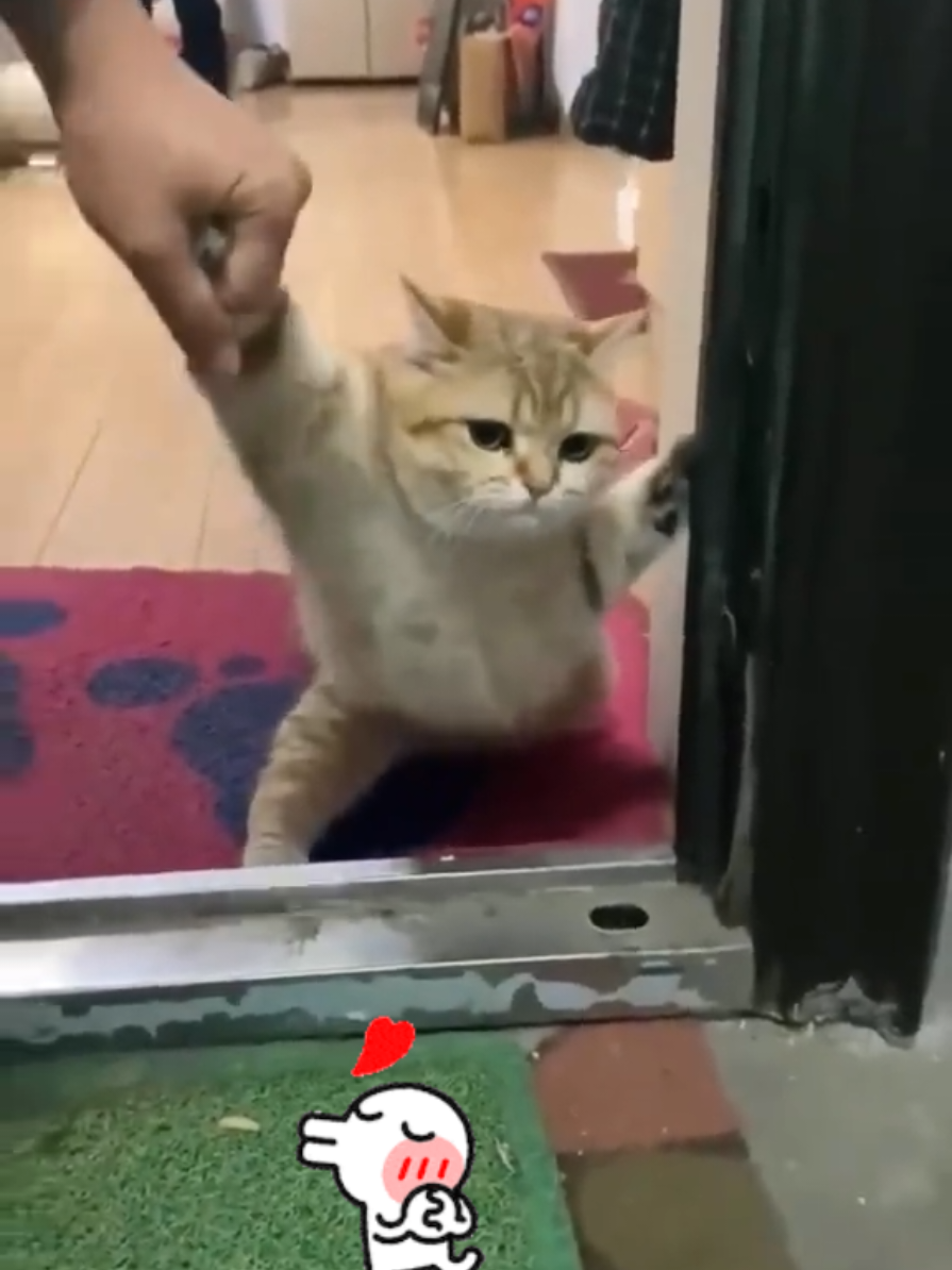 #ضحك😂 #قططمضحكة #بهاء_سلطان #قطط_كيوت #فضلت_احايلو_ميردش 