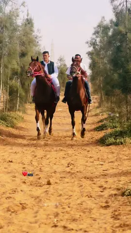 #نوروناباسم_الفارس_والجواد🔥❤️ #تاق لي صاحبك الي تمرن معاه❤️🐎#خيل_وخياله🐎 #اعادة_النشر🔃 