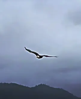 Bald eagle vs Peregrine Falcon #Empire_EDox #edits 
