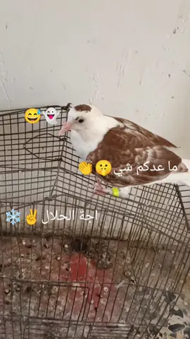 #حمام #لايك_متابعه_اكسبلور #طششونيي🔫🥺😹💞 #الشعب_الصيني_ماله_حل😂😂 