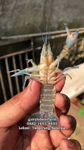 Sedia frozennnnnn guys siap kirimm🦞 #lobster #fyppppppppppppppppppppppp #fypage #frozen #pengusahamuda #foryou 